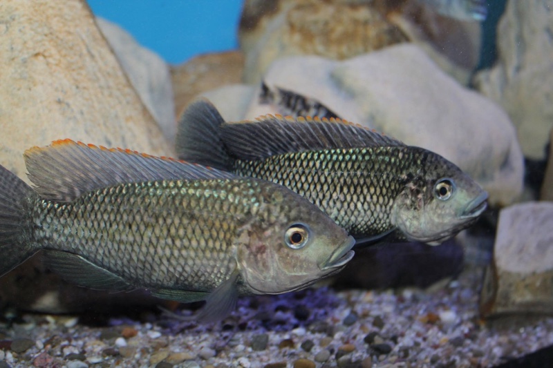 Oreochromis shiranus